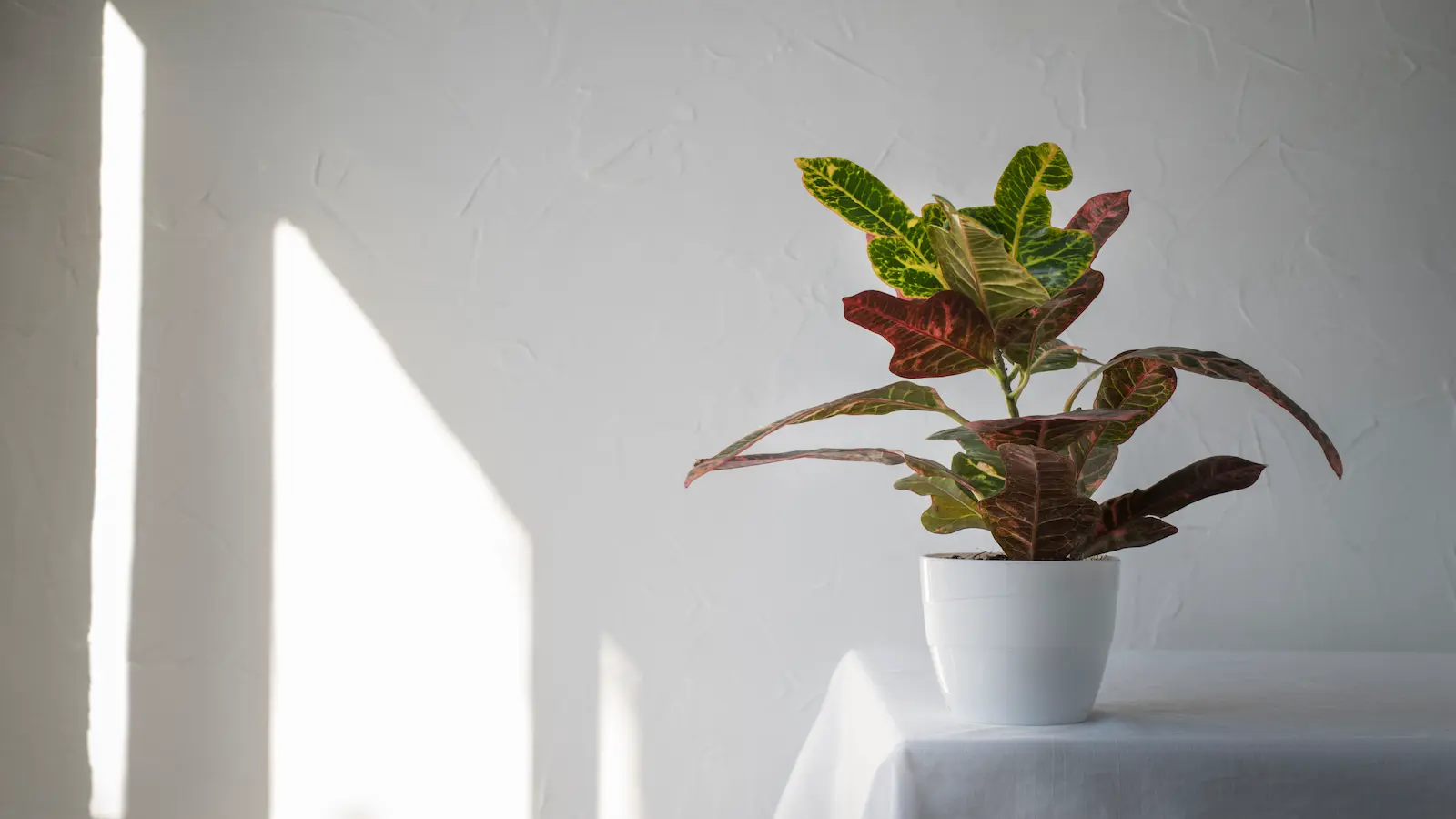 Dracaena Compacta Ii 70 – Maceta 17 cm / 45 / 15 / 2 TRONCOS