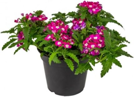 comprar verbena online