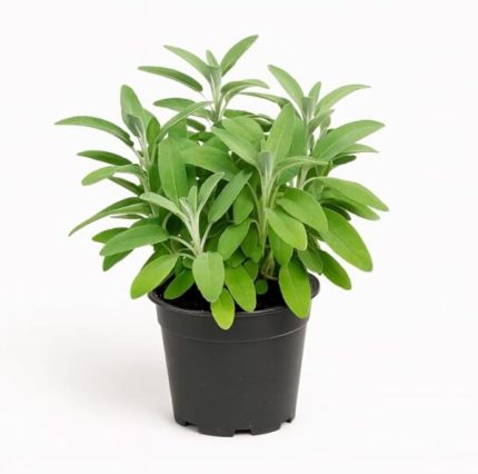 comprar salvia online