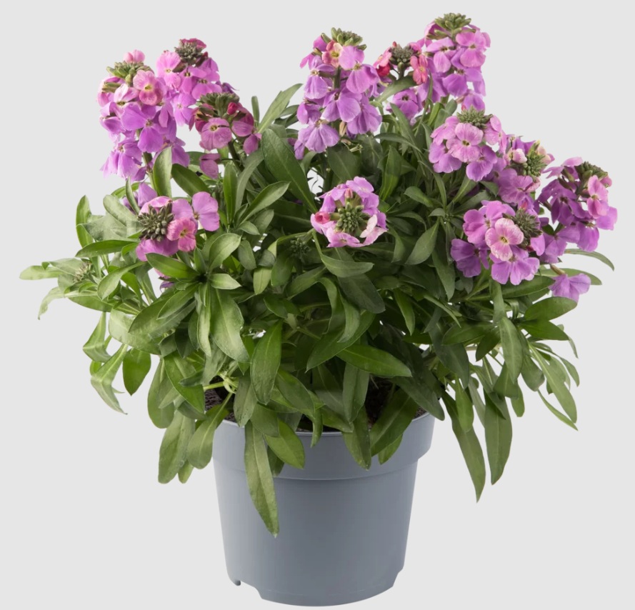 Comprar Plantas de Erysimum Dark Lavender