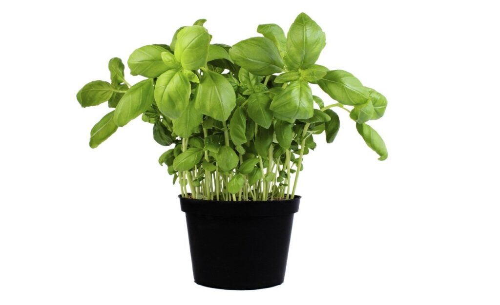 Comprar Plantas de Albahaca