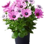 comprar dimorfoteca online