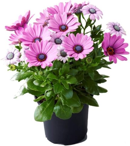 comprar dimorfoteca online