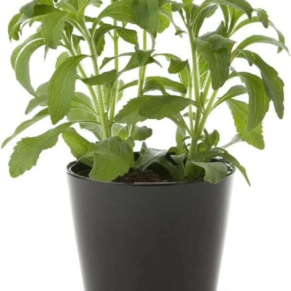 comprar estevia online