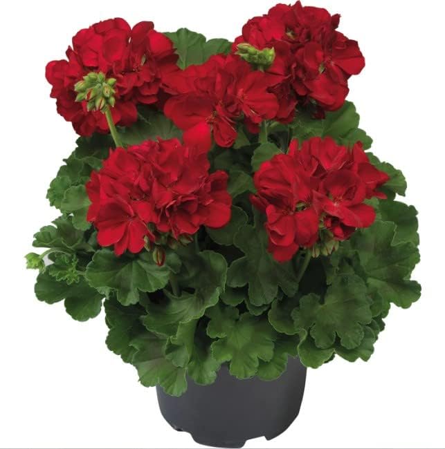 Comprar Plantas de Geranios