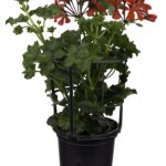 comprar gitanillas online