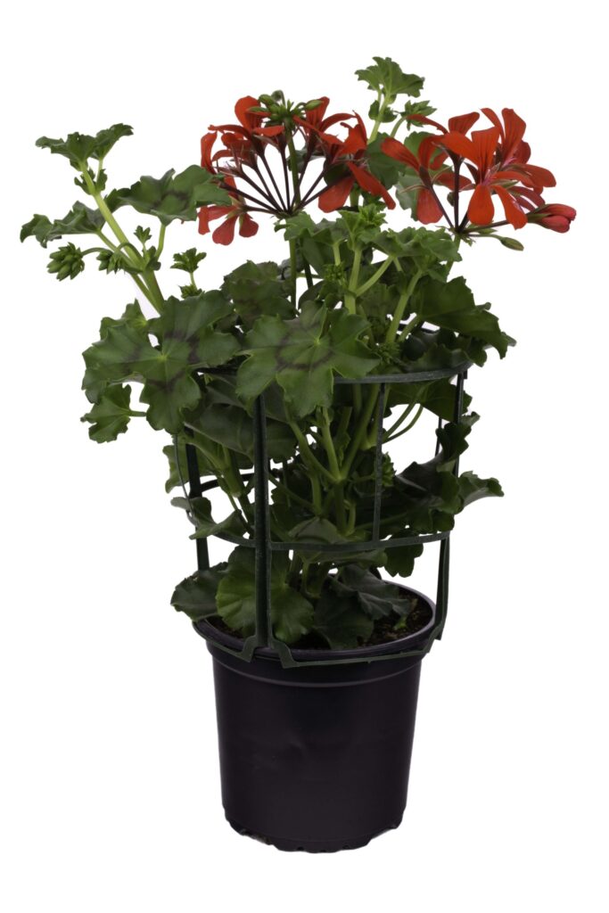 Comprar Plantas de Gitanillas