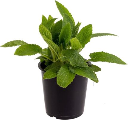 comprar menta online