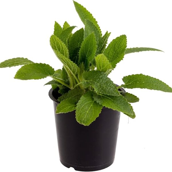 comprar menta online