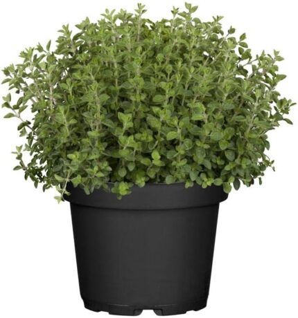 comprar oregano online