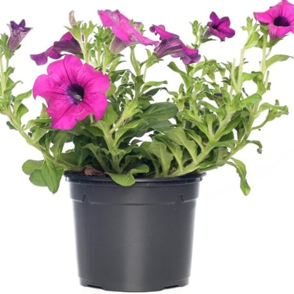 comprar petunias online