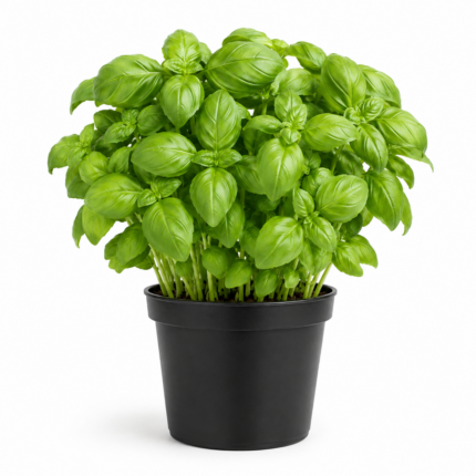 Comprar Plantas de Albahaca