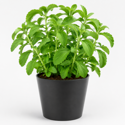 comprar plantas de estevia online