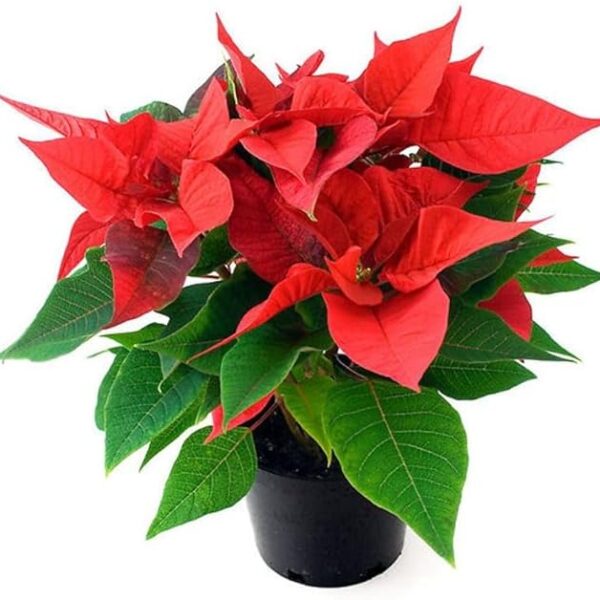 comprar poinsetias online