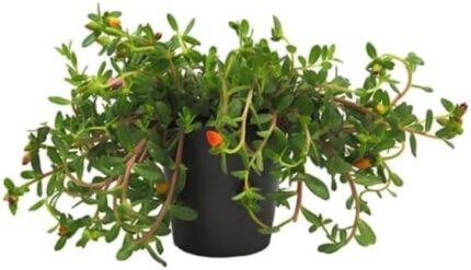 comprar portulacas online