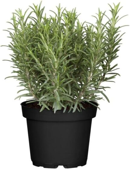 comprar romero online