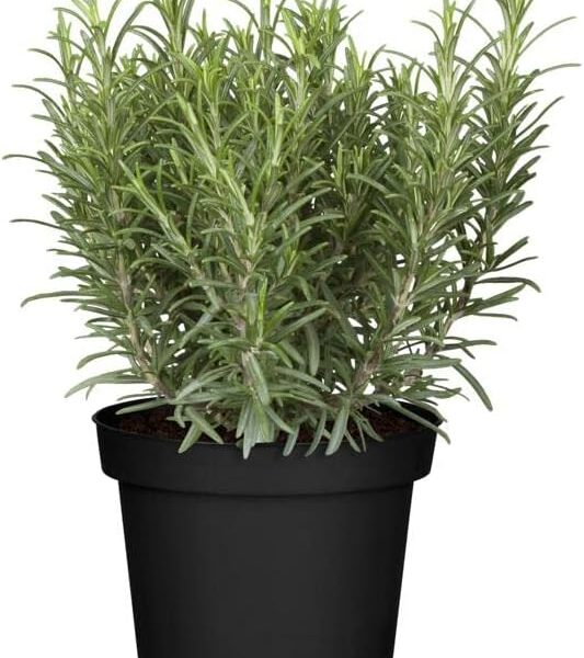 comprar romero online