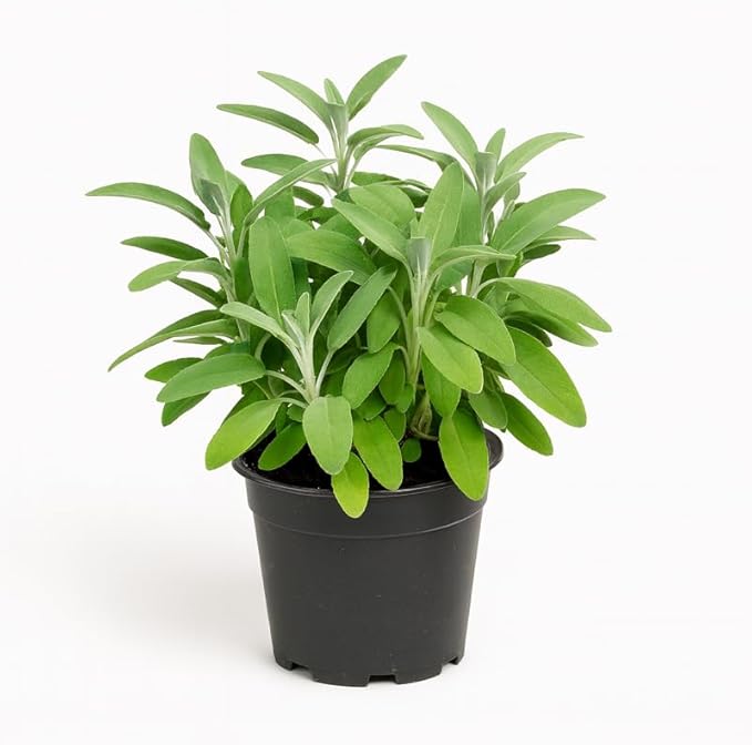 comprar salvia online