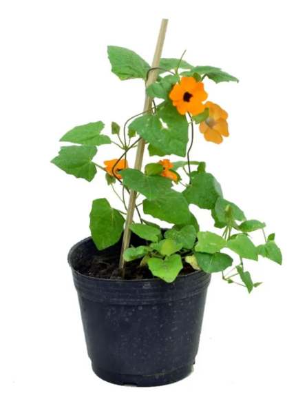 comprar thunbergia online