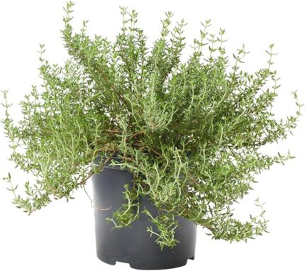 comprar tomillo online