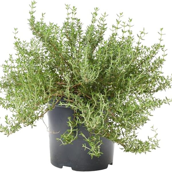 comprar tomillo online