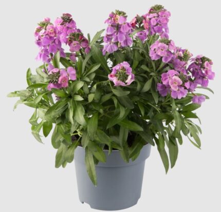 comprar plantas de erysimum