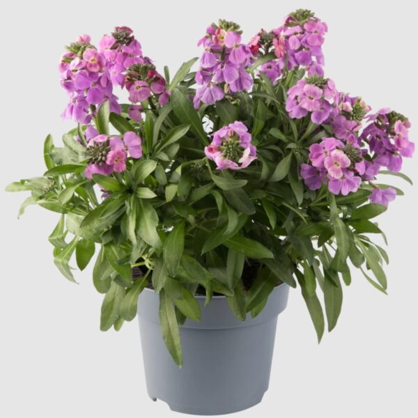 comprar plantas de erysimum