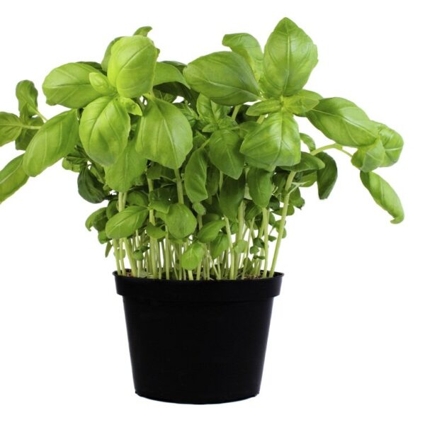 comprar albahaca online