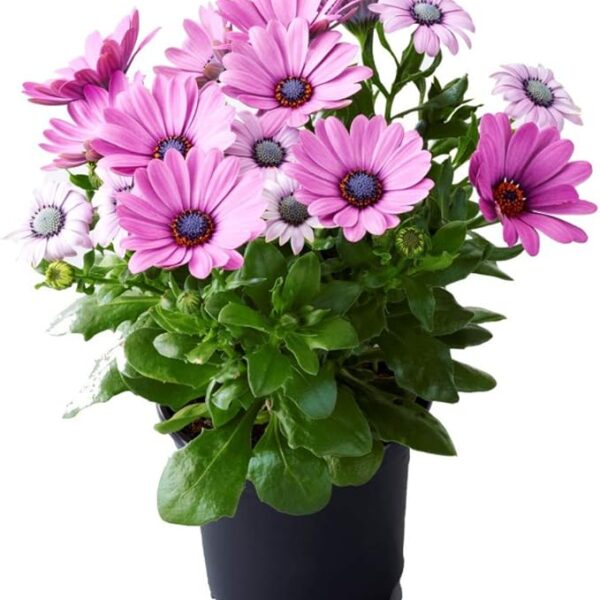 comprar dimorfoteca online