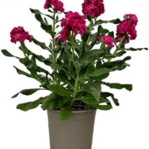 comprar planta erysimum
