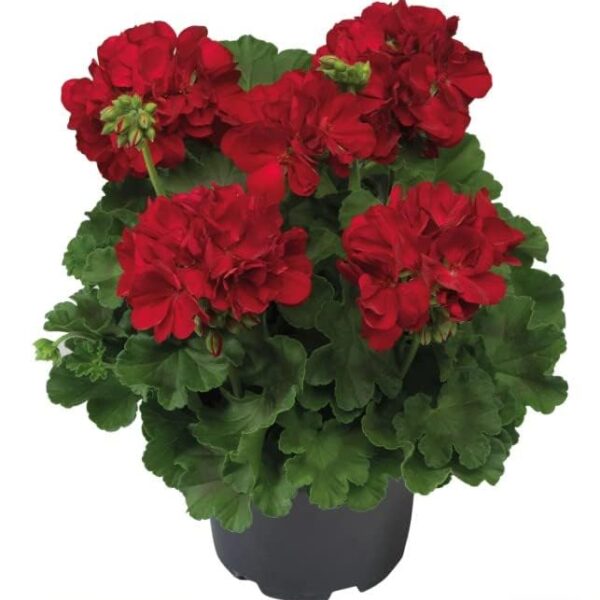 comprar geranios online