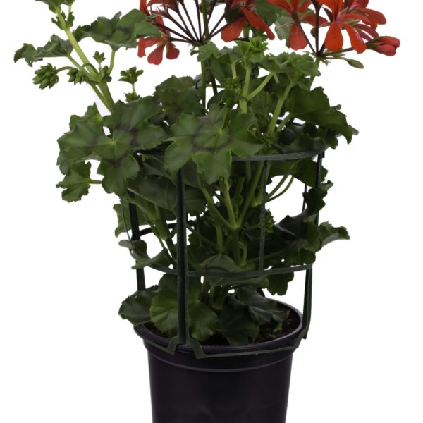 comprar gitanillas online