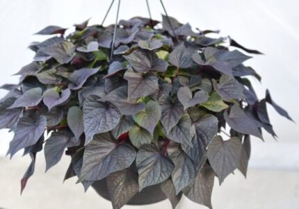 comprar ipomeas online