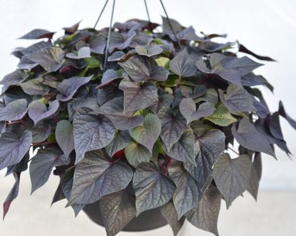 comprar ipomeas online