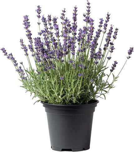 comprar lavanda online