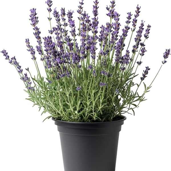 comprar lavanda online