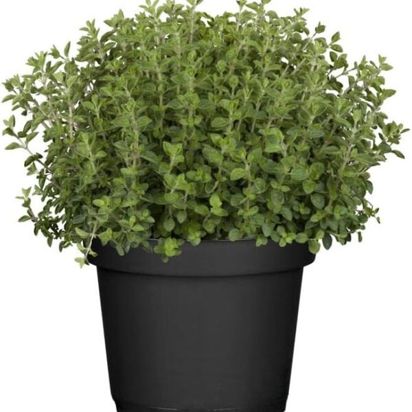 comprar oregano online