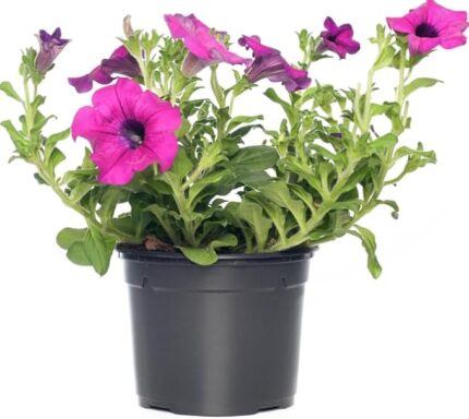 como recuperar una petunias pocha paso a paso