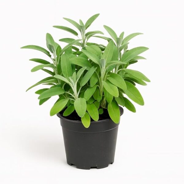 comprar salvia online