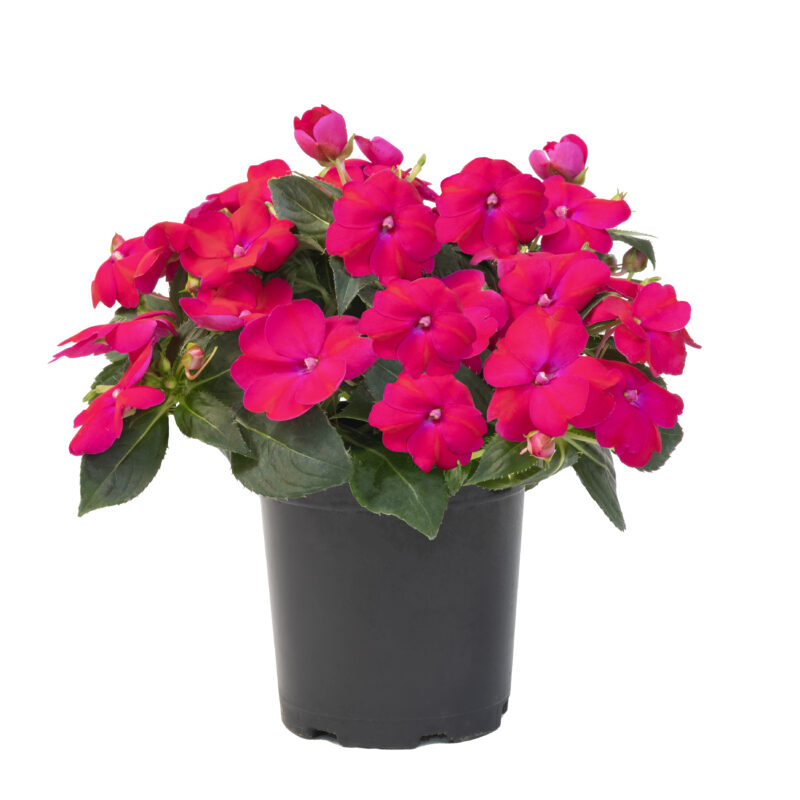 Comprar Plantas de Sunpatiens