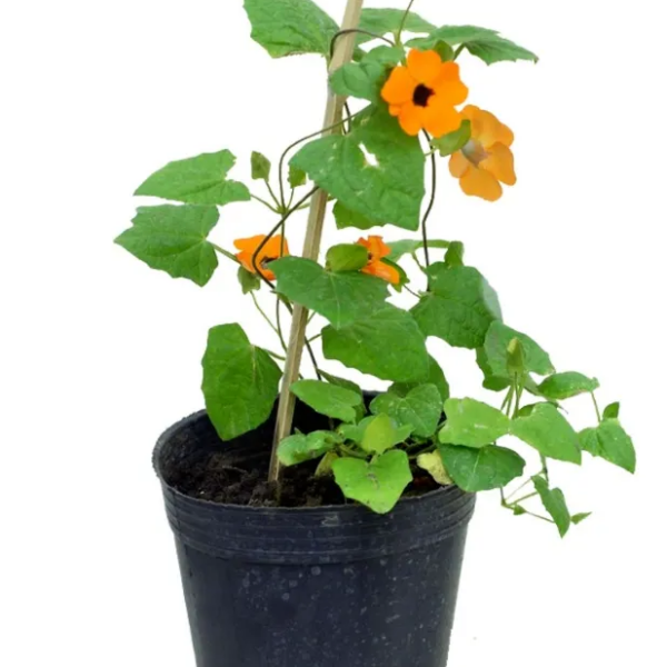 comprar thunbergia online
