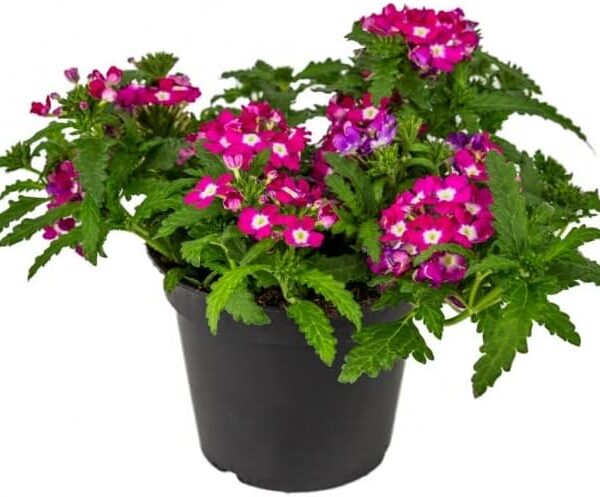 comprar verbena online