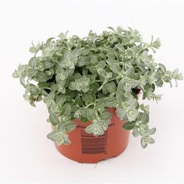 comprar plantas de Helicrysum Petiolare online