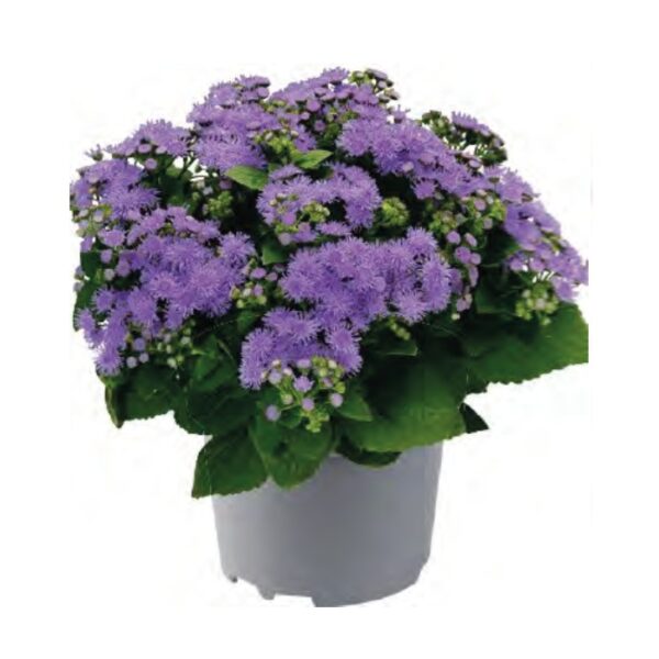 comprar plantas de Ageratum online