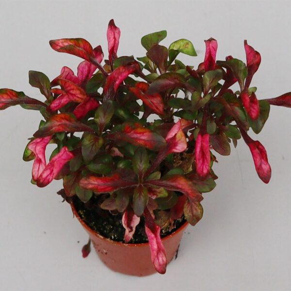 comprar plantas de Alternanthera online