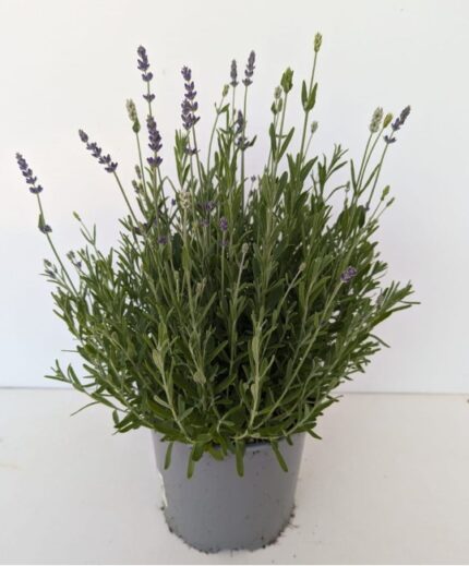comprar plantas de Angelonia online