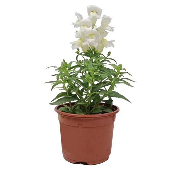 comprar plantas de Antirrhinum online