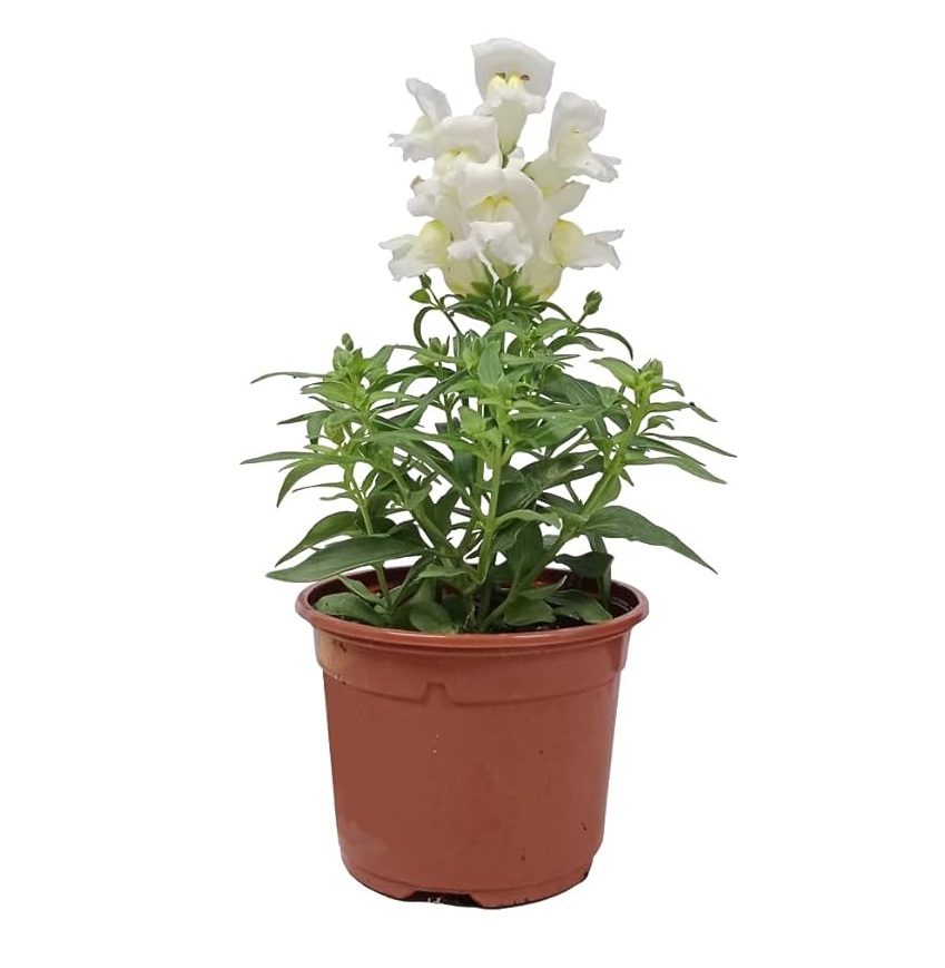 comprar plantas de Antirrhinum online