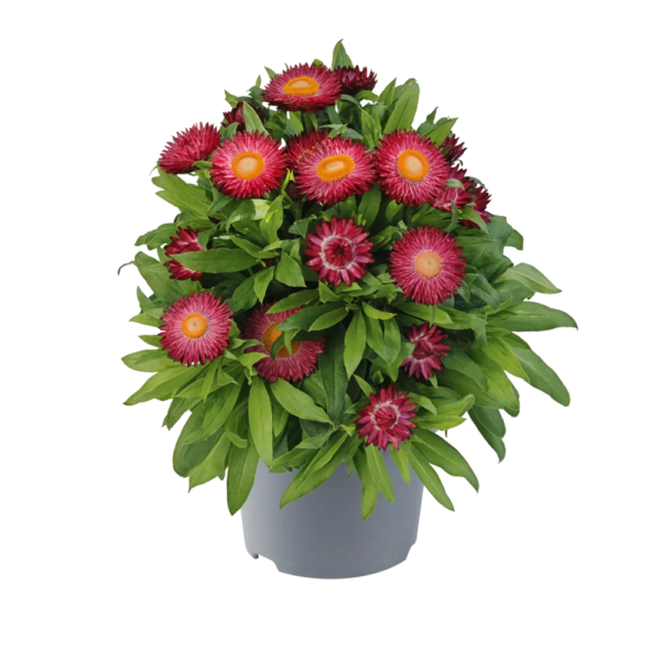 comprar plantas de Bracteantha online