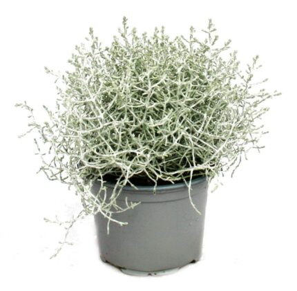 comprar plantas de Calocephalus online